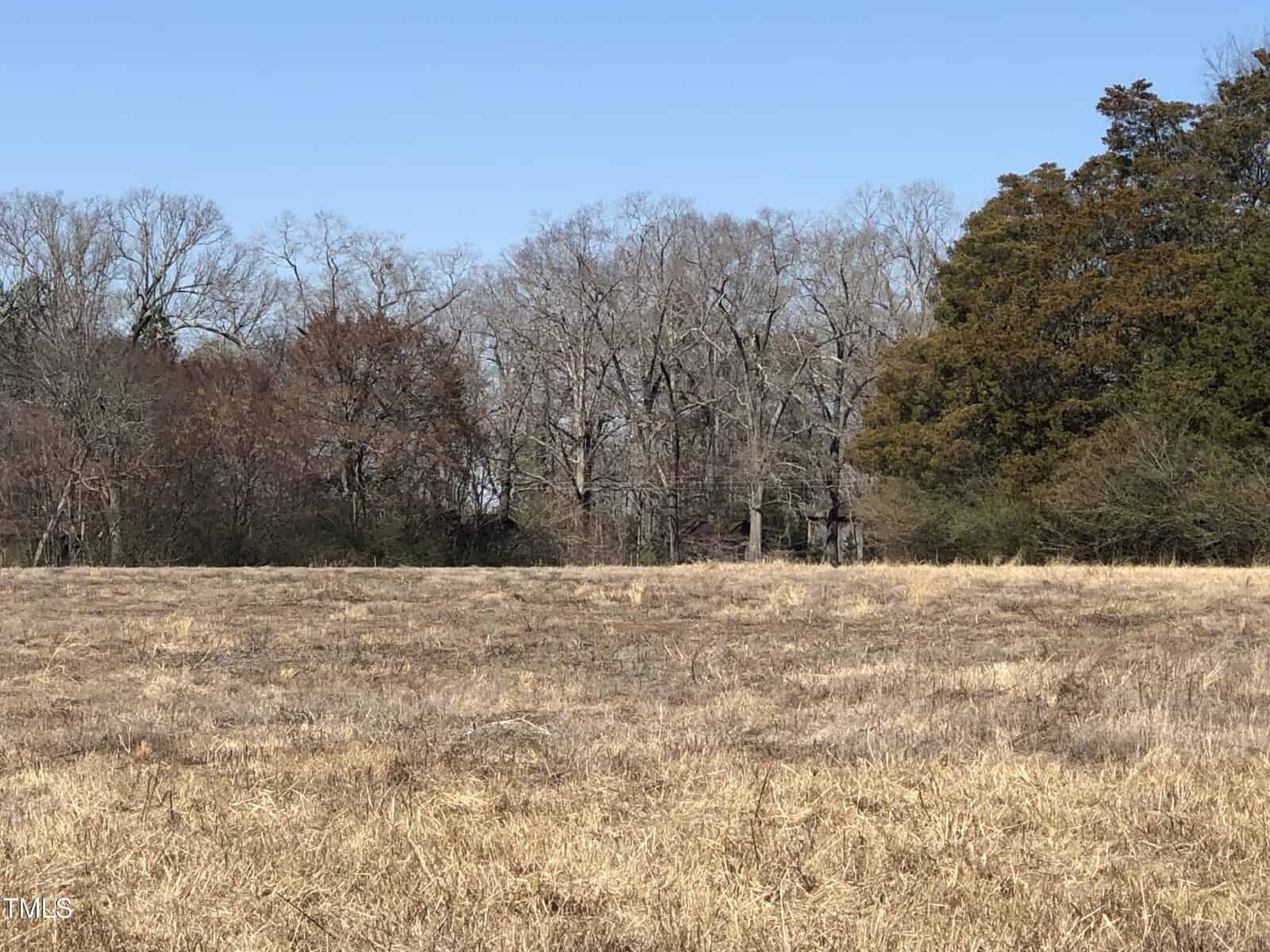 A vast, dry grassy field with scattered, leafless trees stands under a clear blue sky. Dense clusters of trees are visible in the background, and a few evergreen trees add a touch of greenery to the scene.