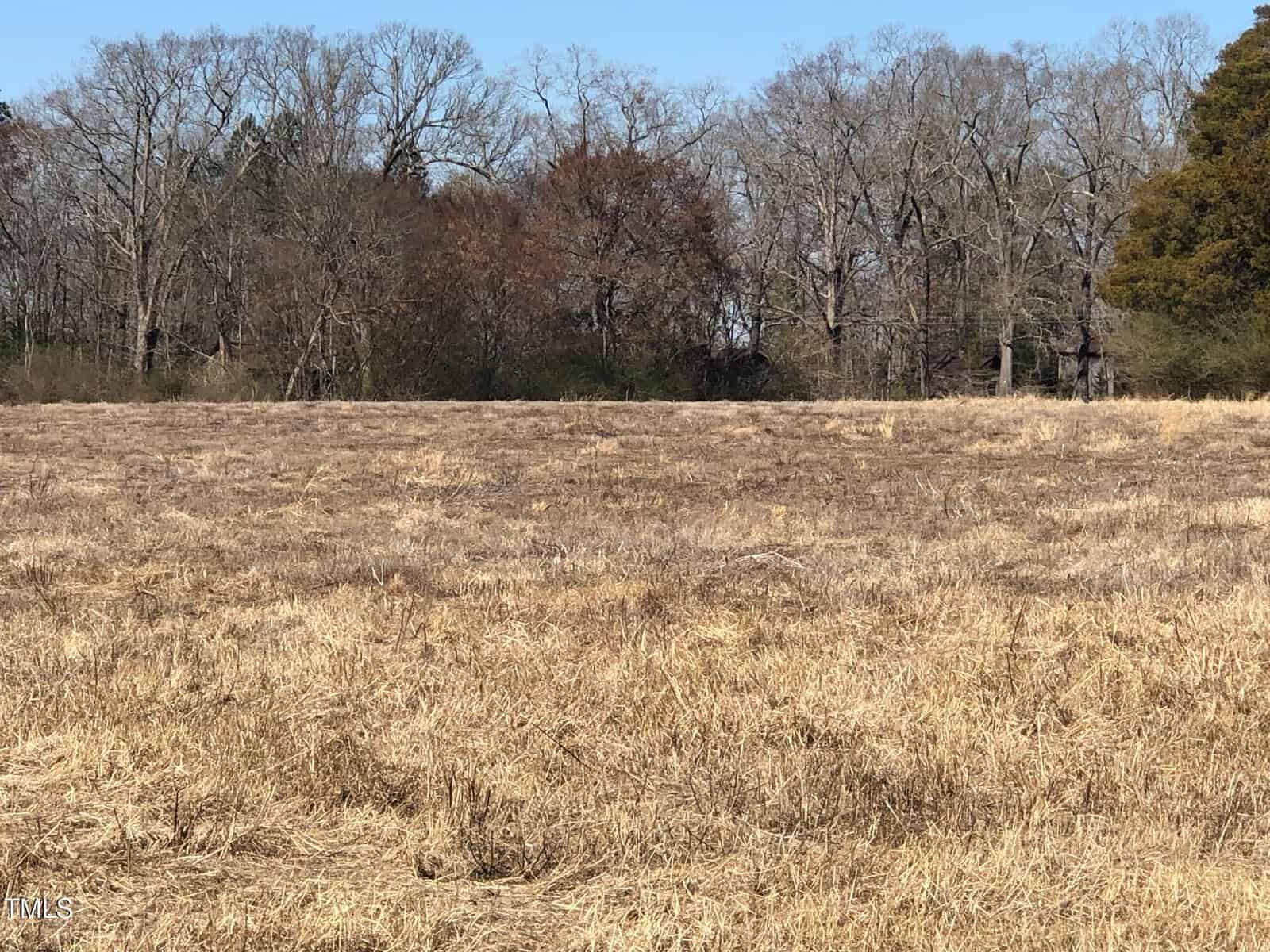 A dry, open field with sparse grass and a backdrop of leafless trees under a clear blue sky. The ground appears brown and uneven, indicating winter or early spring.