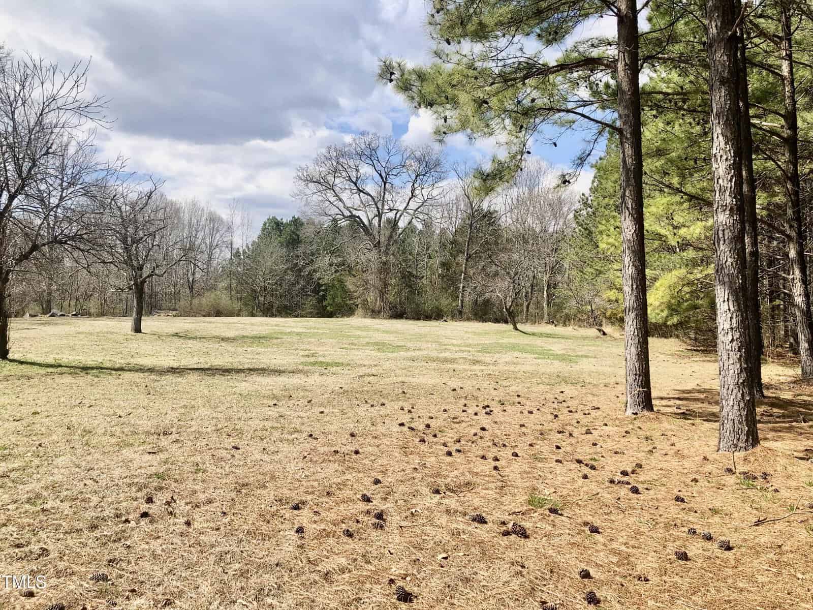 A grassy clearing with scattered pinecones, bordered by a mix of leafless and evergreen trees under a partly cloudy sky.