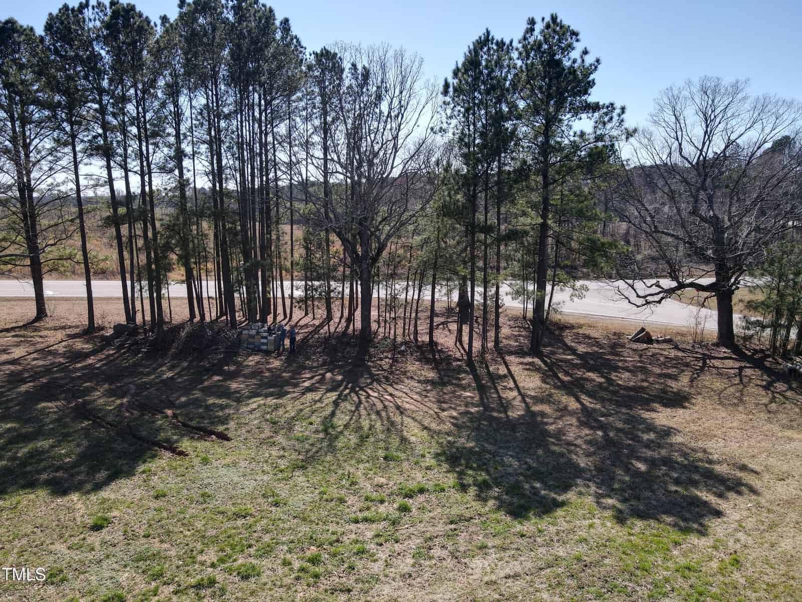A row of tall trees casts long shadows on a grassy area with a road visible in the background under a clear sky. Some branches are leafless, and there is a mix of pine and deciduous trees.