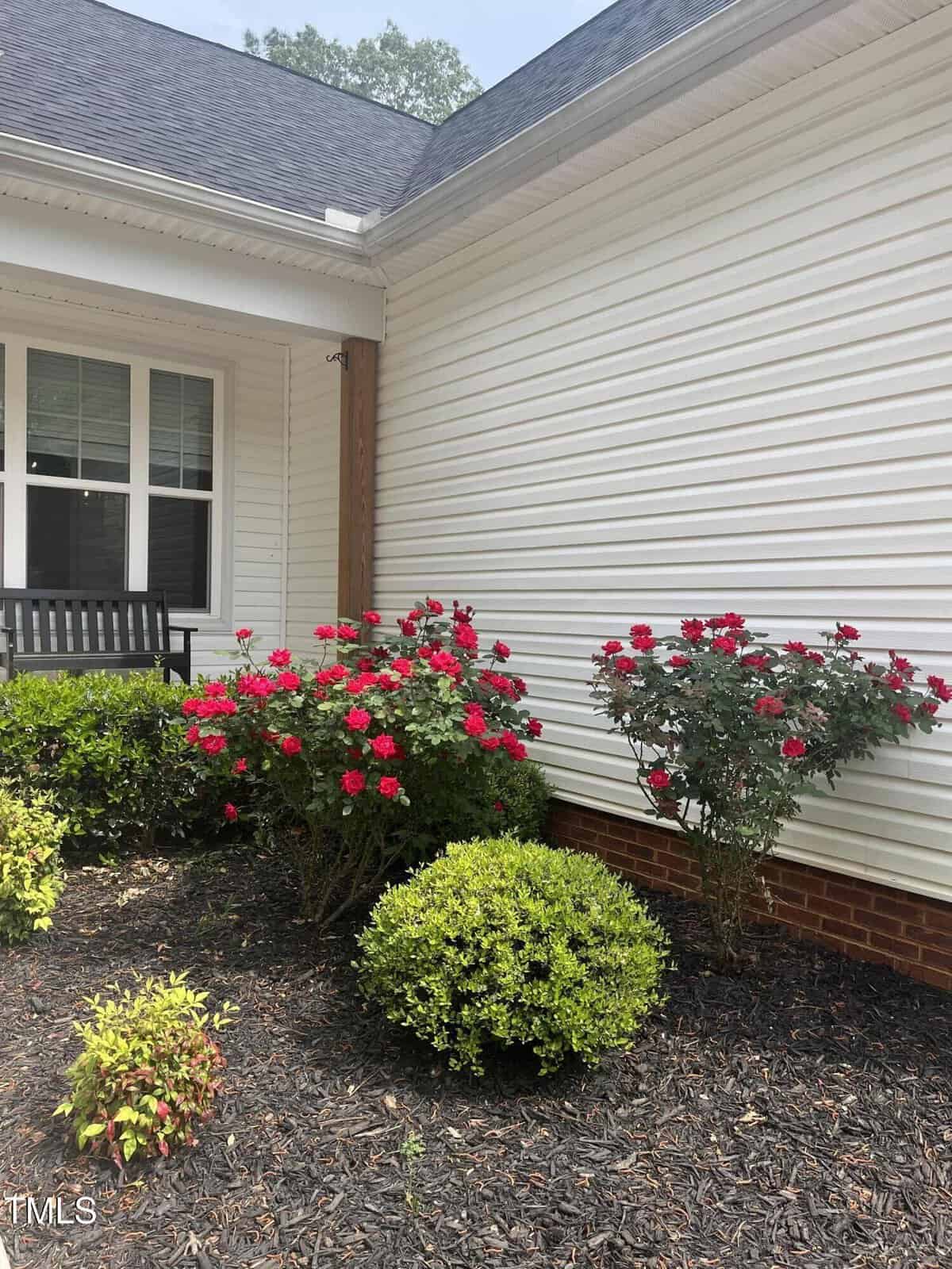A flower bed with neatly mulched soil features red blooming roses, green shrubs, and a small bush. A white house with horizontal siding and a window with black shutters is in the background.