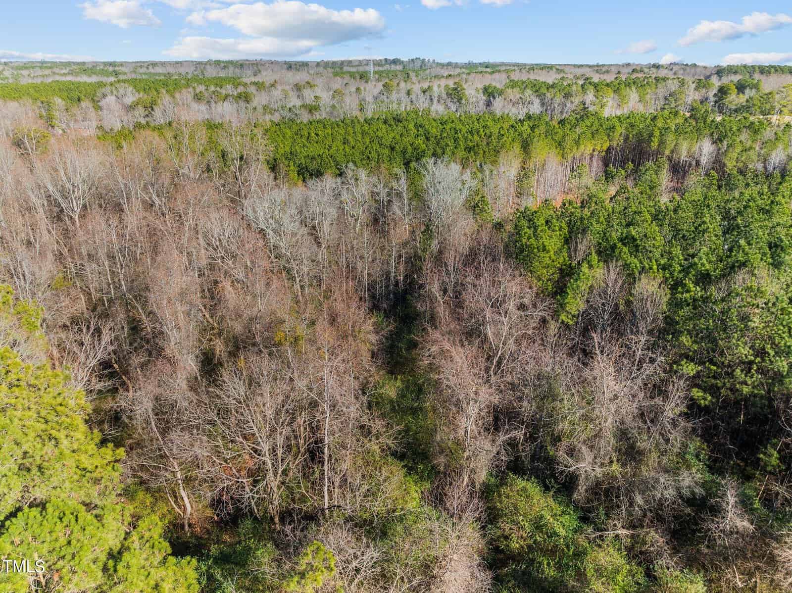 Aerial view of a forested area with a mix of leafless trees and green evergreen trees under a partly cloudy sky, showing dense vegetation and a clear horizon in the distance.