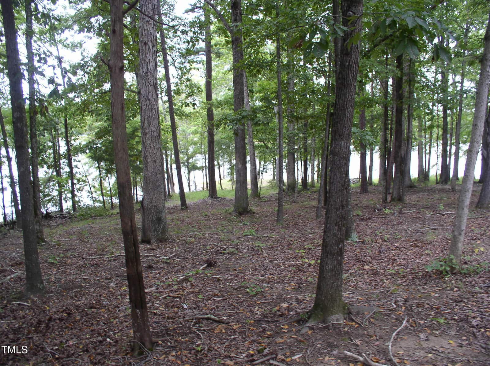 Nestled in Henderson, the forested area at 198 S B Harrison Lane showcases numerous trees scattered on a brown, leaf-covered ground. In the background, a serene body of water peeks through the trees, enhancing the scene's calm and natural beauty.