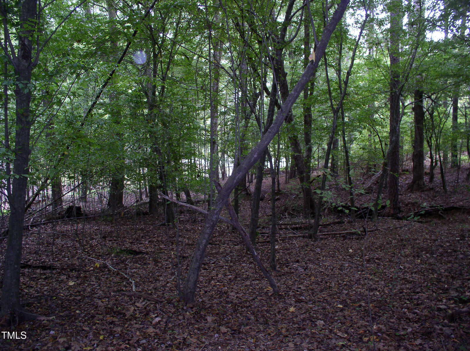 Forest scene with dense trees and a carpet of fallen leaves. Two prominent tree trunks intersect in the foreground. The ground is covered with dry leaves and twigs, and the background is filled with green foliage.