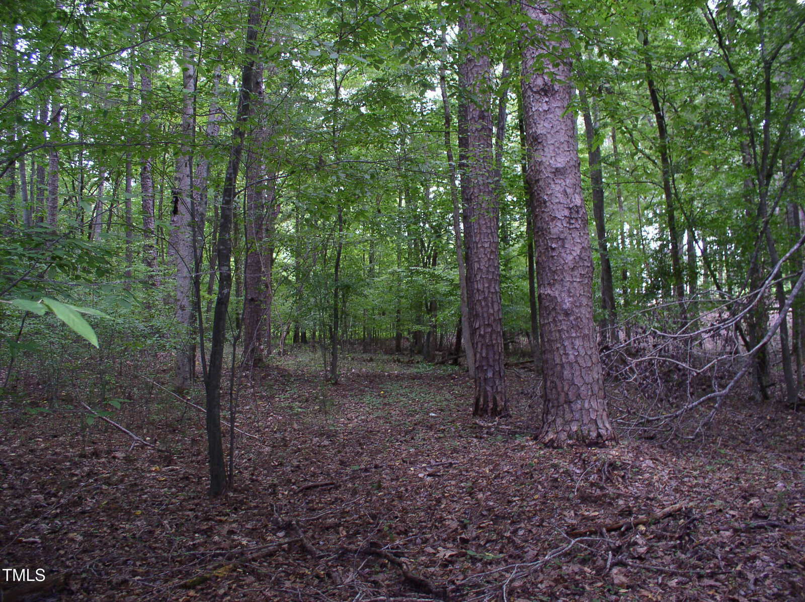 A dense forest scene with tall trees and lush green foliage. The forest floor is covered with dry leaves and small branches. Sunlight filters through the canopy, creating dappled light on the ground.