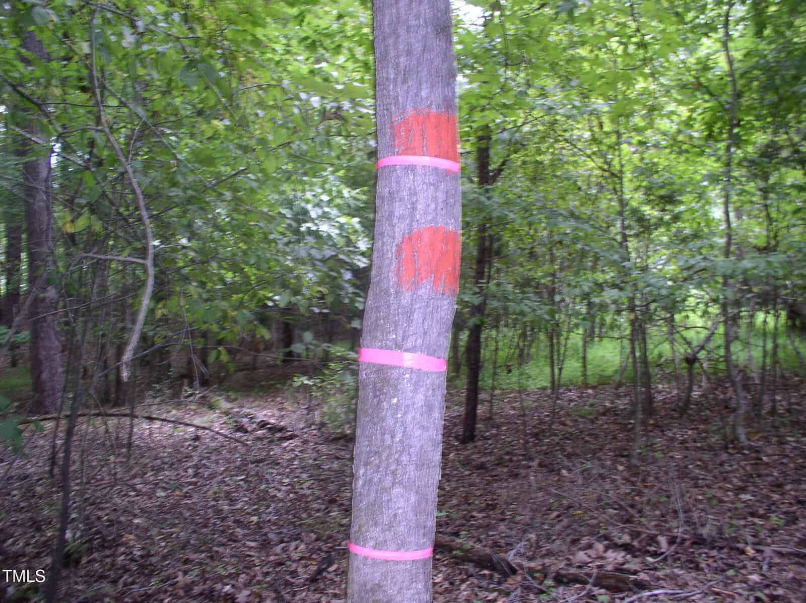 Tree with pink bands and orange markings on its trunk in a wooded area. The surrounding environment is dense with green leaves and various trees. The ground is covered with fallen leaves.