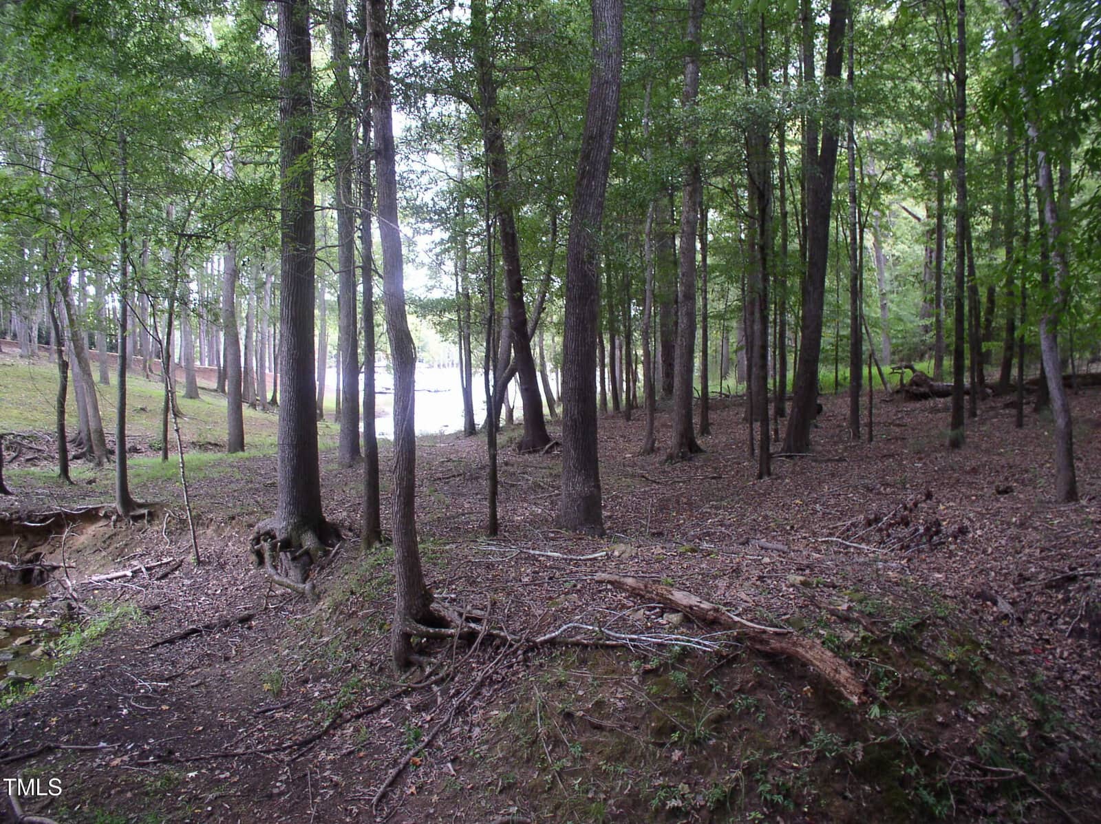 A wooded area with numerous tall trees and a leaf-covered forest floor. Sunlight filters through the branches, illuminating parts of the forest. A stream or body of water is visible in the background.