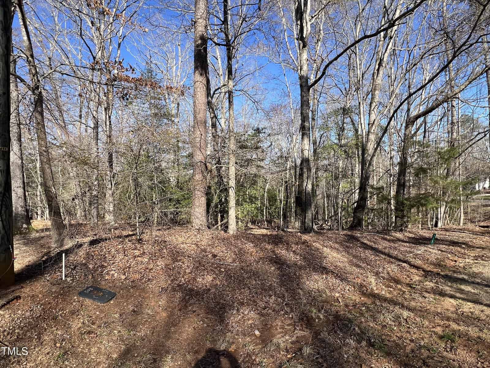 A wooded area with tall trees, leaf-covered ground, and patches of sunlight. Shadows from the trees stretch across the forest floor. Some green undergrowth is visible among bare branches. The sky is clear and blue.