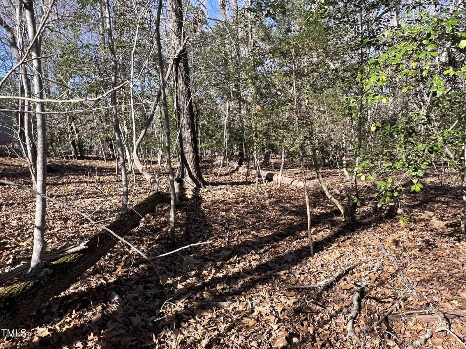 A wooded area with tall trees, leafless branches, and a ground covered in dry leaves. Sunlight creates shadows on the forest floor. Some patchy green foliage is visible among the predominantly brown scene.