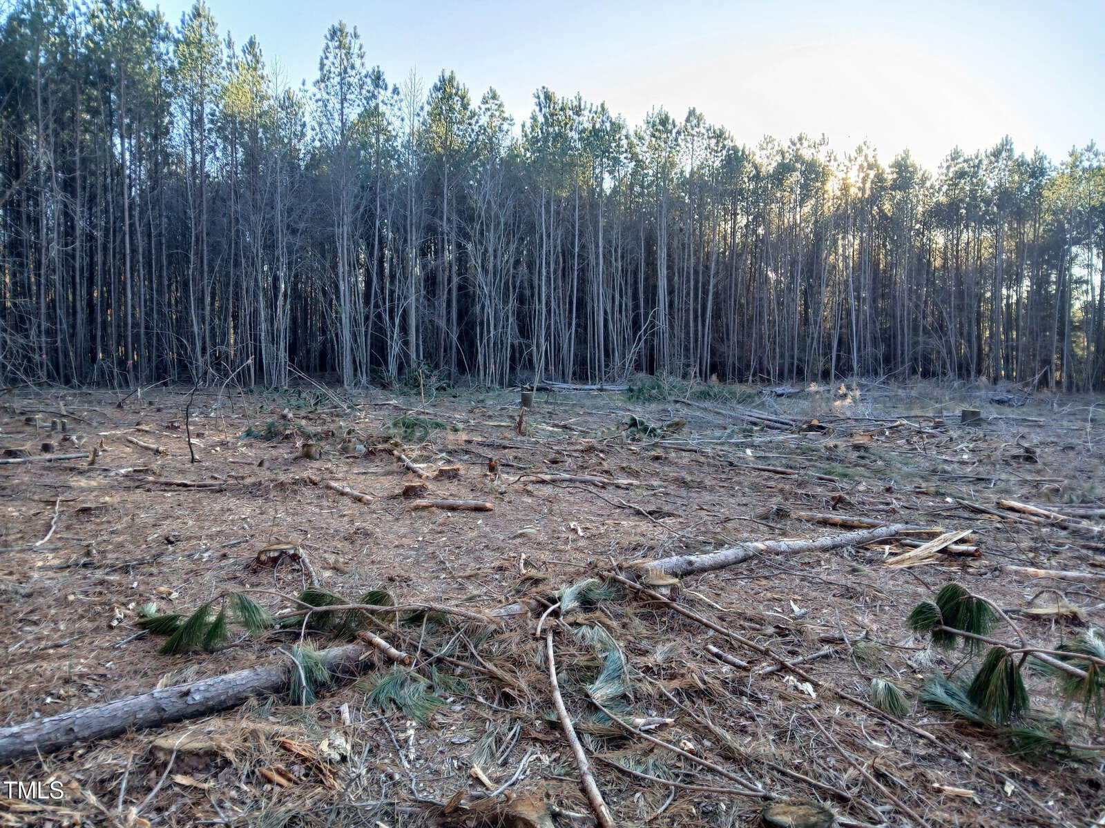 A cleared forest area with tree trunks and branches scattered on the ground. In the background, there is a dense line of standing trees. The sky is clear and the lighting suggests late afternoon.