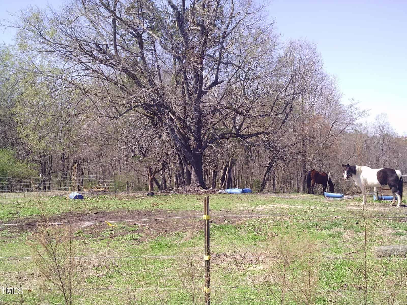 Two horses stand near a large tree in a grassy field. The tree has sparse leaves, and there are a few blue barrels scattered around. A fence runs along the perimeter of the field. The scene is set under a clear sky.