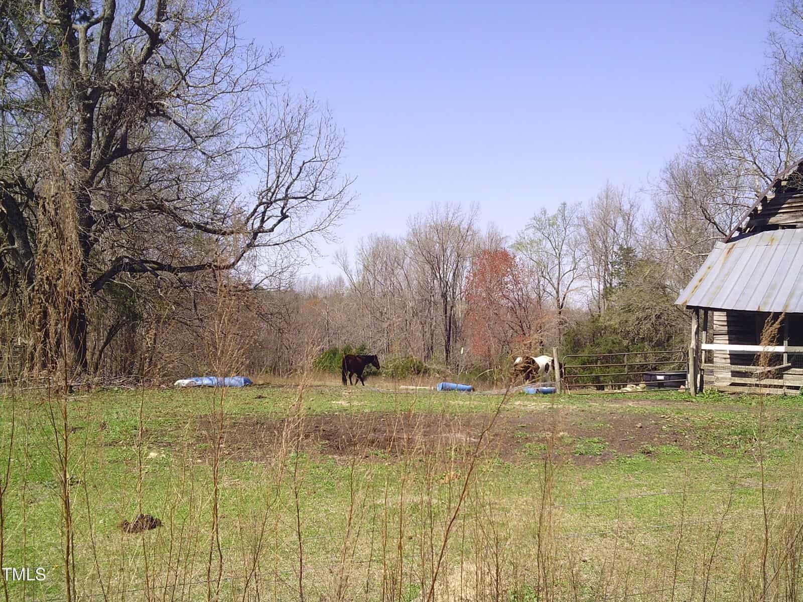 Two horses stand in a grassy, rural area with scattered blue plastic barrels. An old wooden shed with a metal roof is on the right. Leafless trees and patches of bare soil are visible in the background.