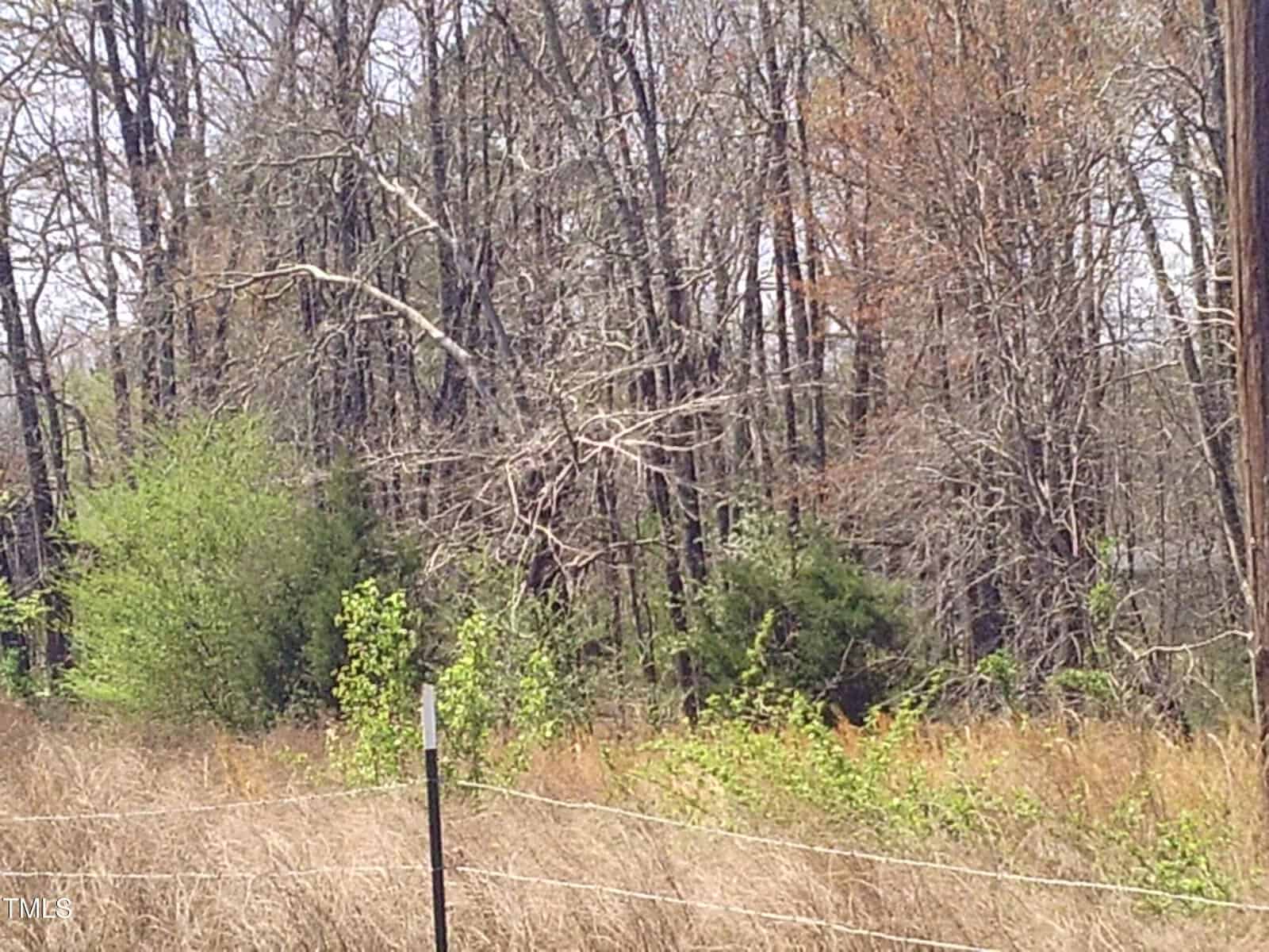 A dense forest with leafless trees stands behind a field of dry grass and scattered green plants. A wire fence and a wooden pole are in the foreground. The sky is overcast.