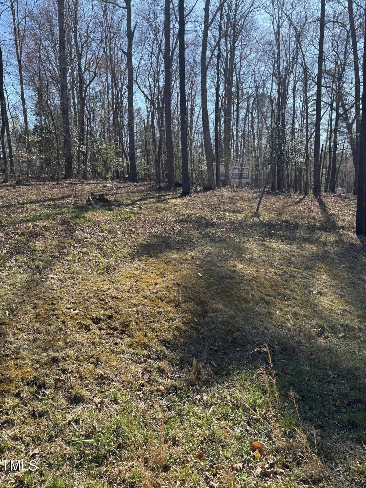A wooded area with leafless trees, sunlight filtering through branches, and a grassy, patchy ground. Shadows from the trees are visible, and there is a slight incline in the terrain.