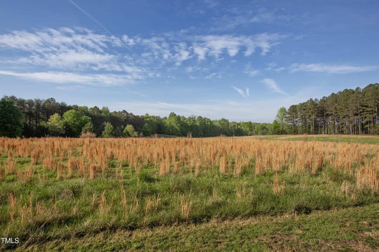 A grassy field with patches of tall, dry grass under a blue sky with scattered clouds. Trees line the horizon in the background.