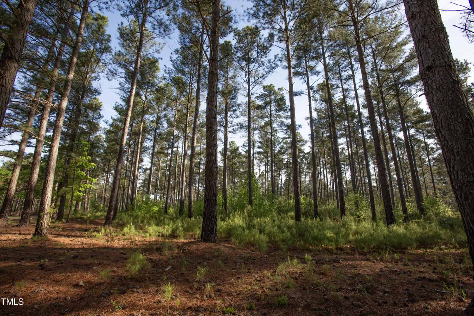 A forest with tall, thin pine trees and sparse green undergrowth is shown under a clear blue sky. Sunlight filters through the branches, casting shadows on the ground covered with pine needles.