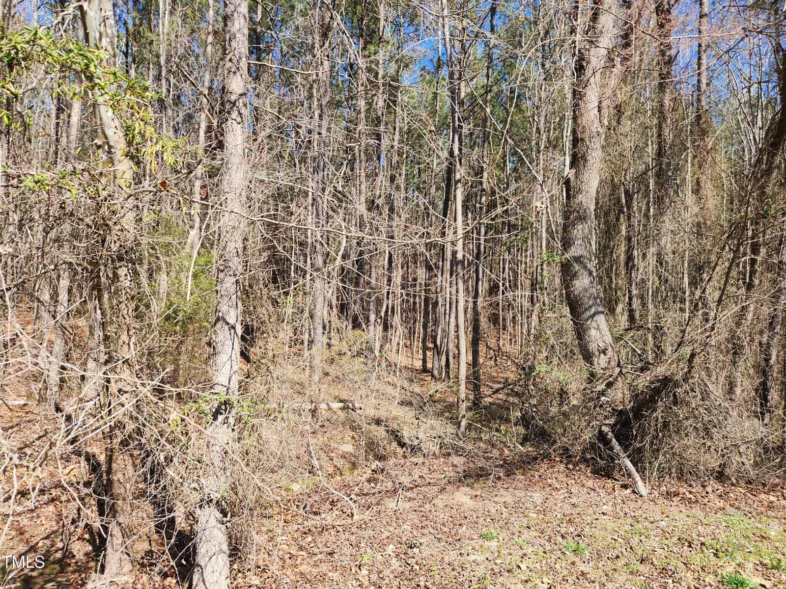 A forested area with leafless trees, sparse undergrowth, and dry leaves covering the ground. Sunlight filters through the branches, and the sky is clear and blue in the background.