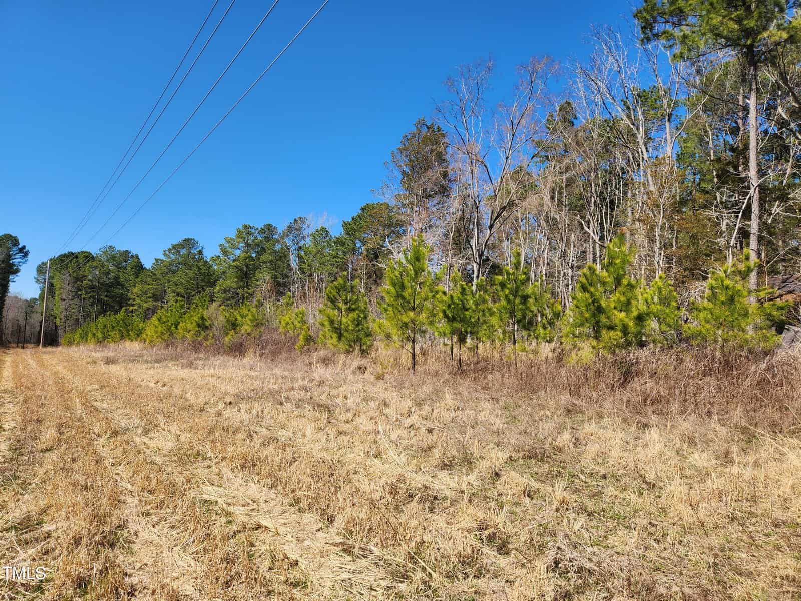 Power lines run above a grassy clearing bordered by rows of young pine trees and mature woods under a bright blue sky.
