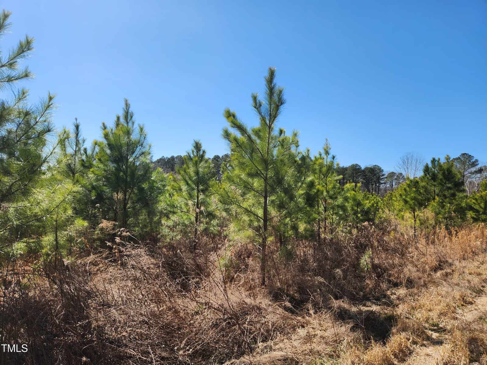 A group of young pine trees grows amidst dry grass and shrubs under a clear blue sky, with a forested area visible in the background.
