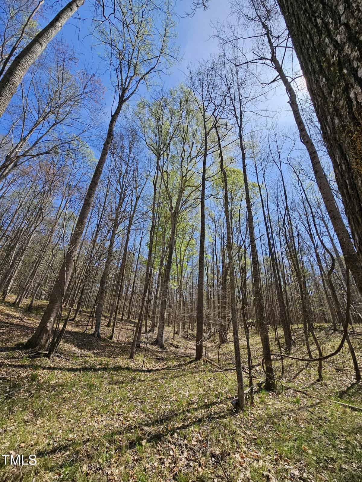 Tall trees with thin trunks and sparse leaves stretch upward in a forest. The ground is covered with dry leaves and grass. The sky is clear and blue, indicating a sunny day. Shadows from the trees stretch across the ground.