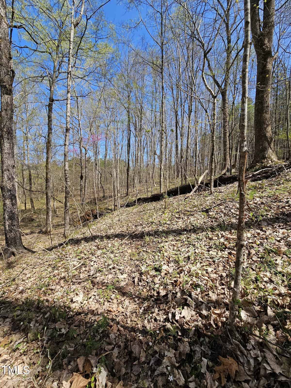 A forest scene with a hillside covered in fallen leaves. Trees with thin trunks and sparse branches surround the area. The sky is clear and blue, with a hint of pink in the distance. Sunlight filters through the branches, casting shadows on the ground.
