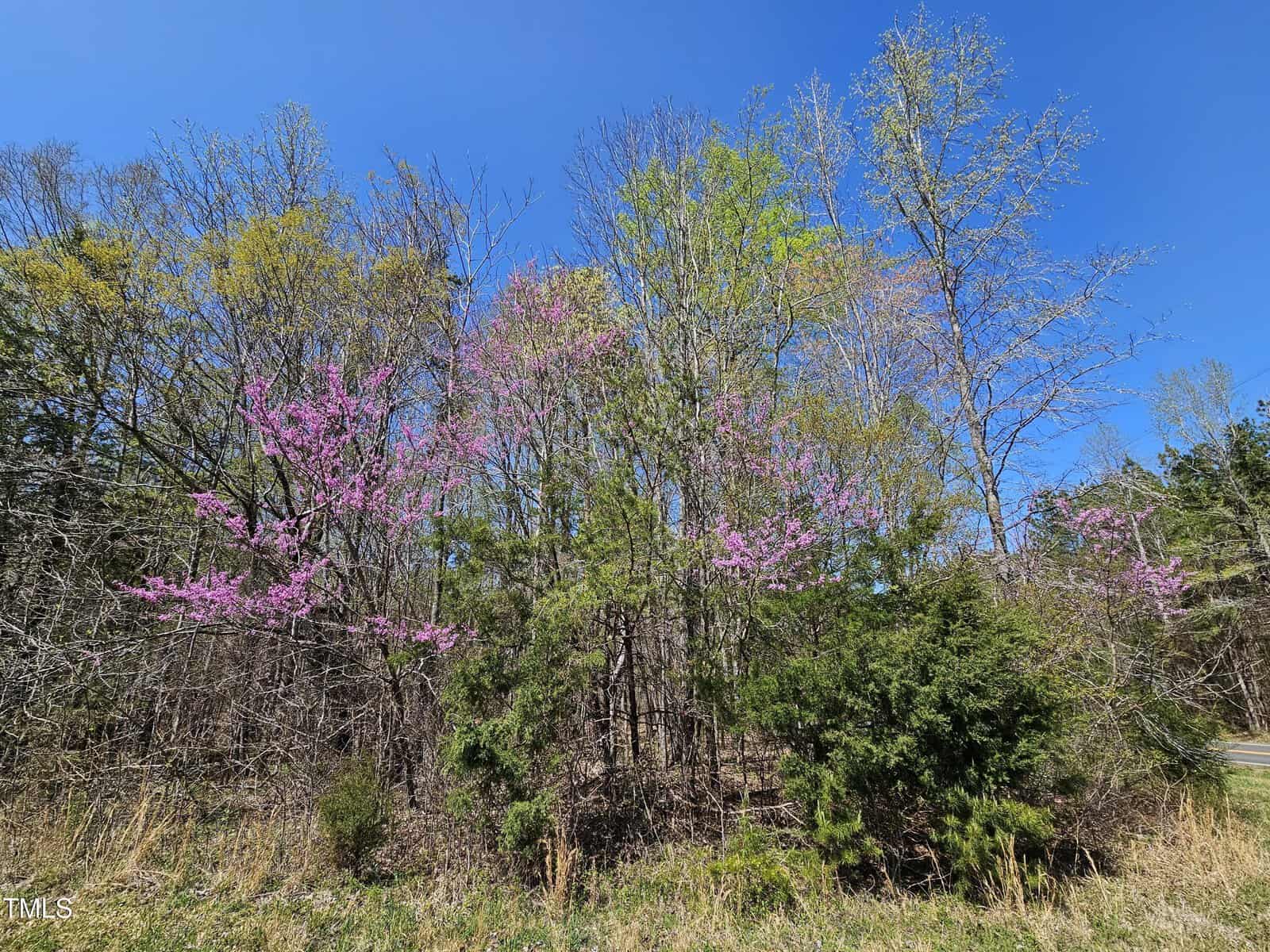 A cluster of trees with budding branches, some displaying pink blossoms, against a clear blue sky. Green bushes and grass are in the foreground, suggesting early spring growth.