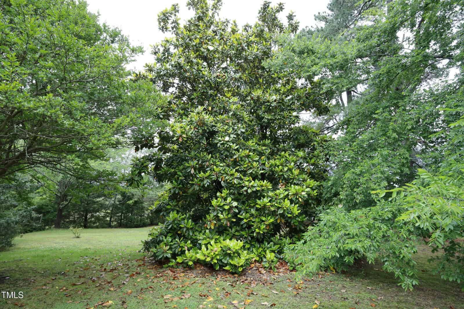 A large magnolia tree with dense, glossy green leaves stands on a grassy lawn, surrounded by other leafy trees under an overcast sky.