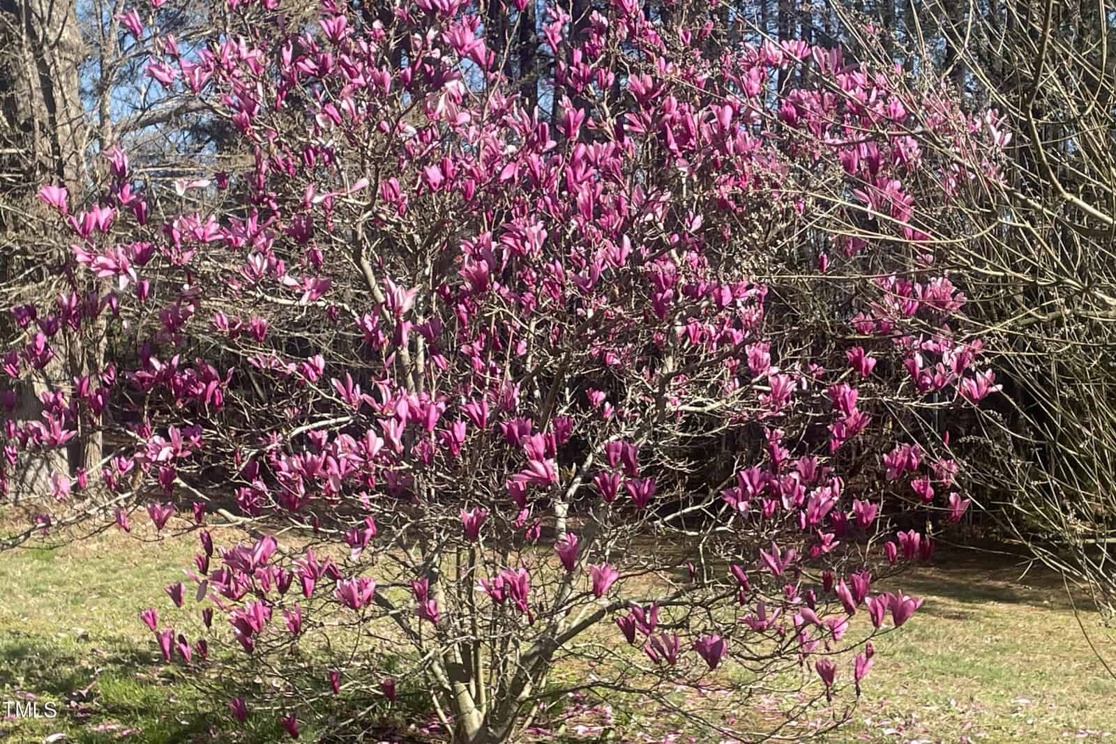A tree with numerous branches is covered in bright pink and purple blossoms. The ground below is grassy, and there are other leafless trees and shrubs in the background under a clear sky.