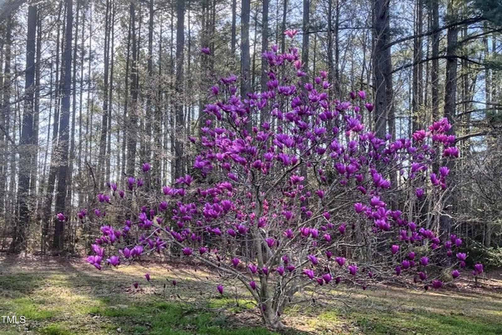A small tree with numerous purple magnolia flowers in bloom stands on a grassy area in front of a forest of tall pine trees under daylight.