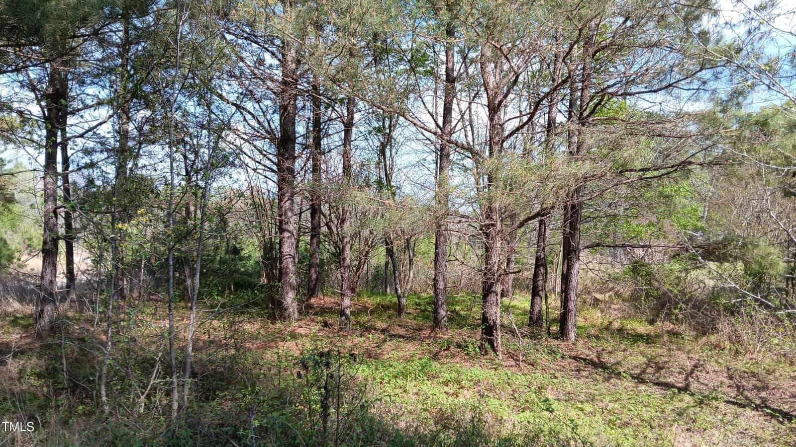 A group of tall, thin trees in a wooded area with sparse underbrush and patches of sunlight filtering through. The ground is covered with grass and leaves, and the sky is partly visible through the branches.