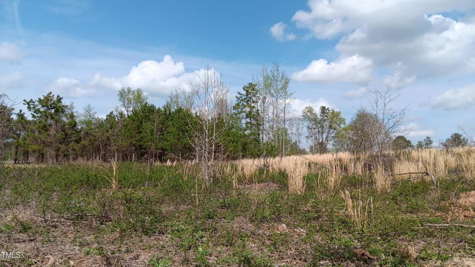 A field with sparse vegetation and patches of tall dry grass under a partly cloudy blue sky, with a line of green trees in the background.