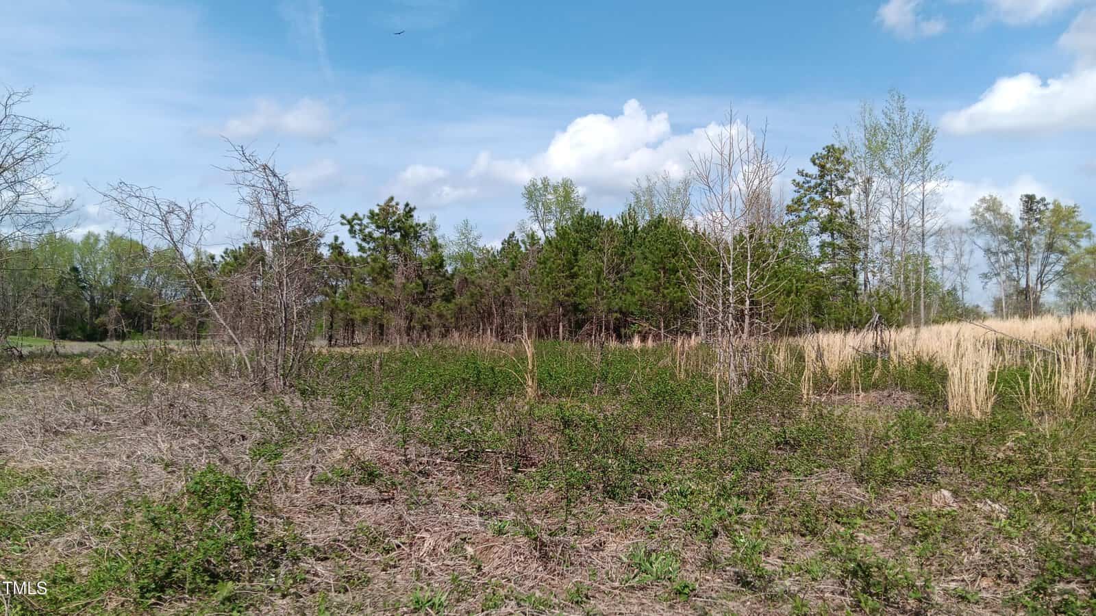A cleared, grassy area with patches of dry brush and sparse vegetation in the foreground, bordered by dense green trees under a blue sky with scattered clouds.