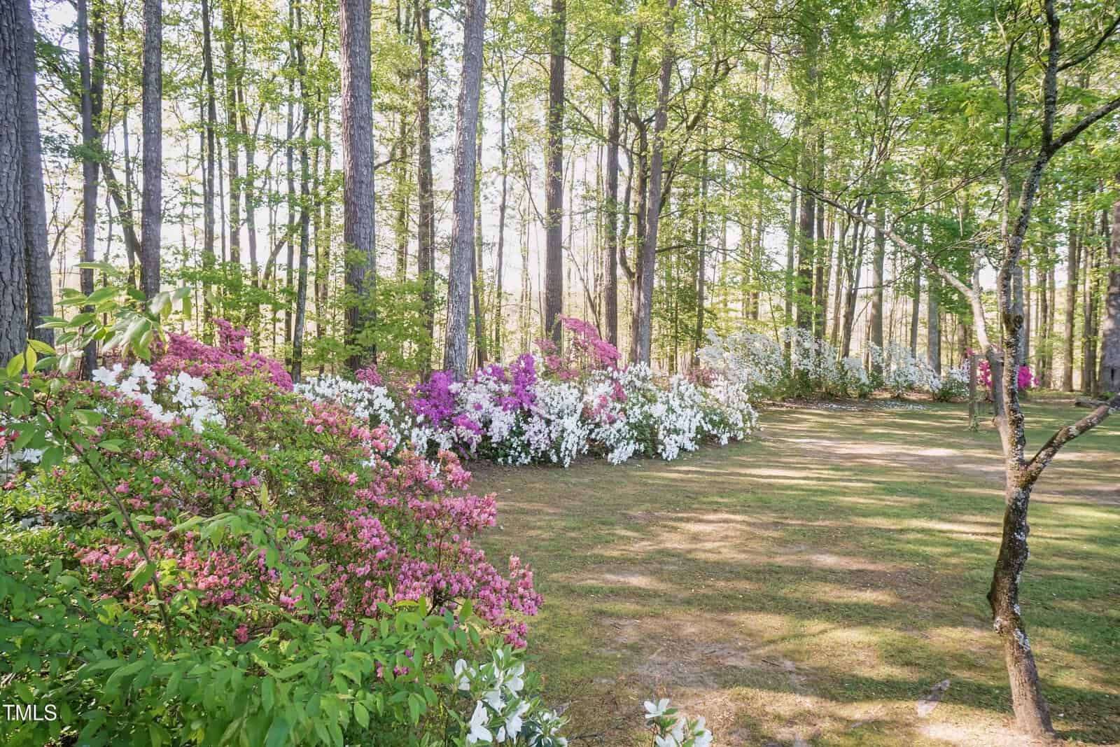 A sunlit garden with tall trees and blooming azalea bushes in shades of pink, purple, and white, arranged in clusters along a grassy area. Dappled sunlight filters through the green leaves.