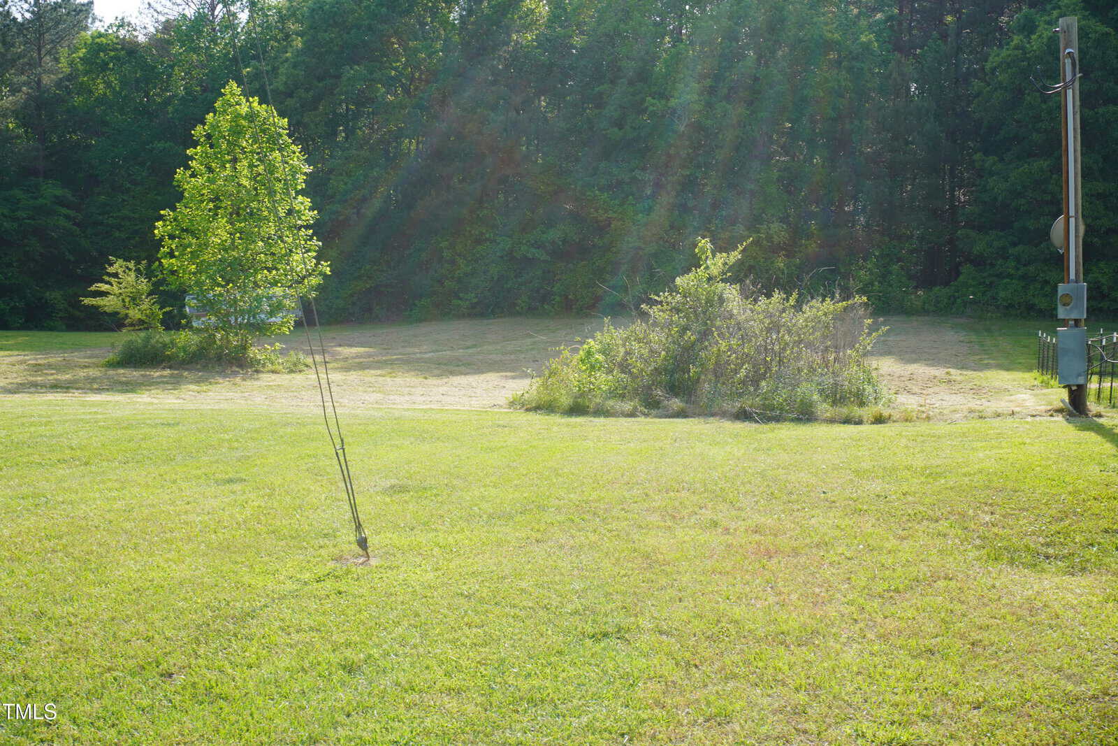 A grassy lawn with a small tree in the foreground, a bush, and a taller tree in the background. Sunlight streams through the trees, creating visible rays. An electrical utility pole stands on the right edge.