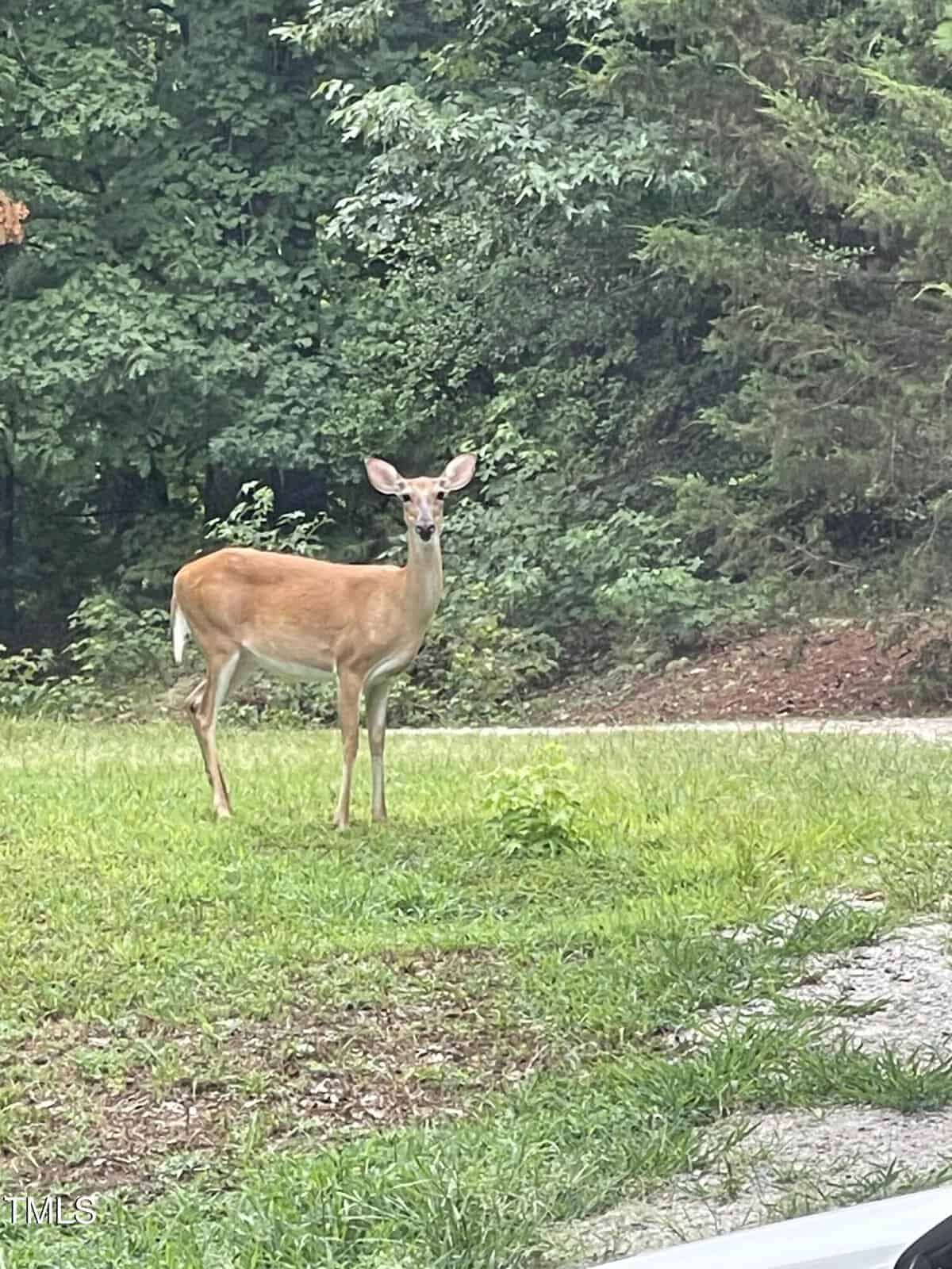 A deer with light brown fur stands alert on a patch of grass near a gravel path, with dense green trees and shrubs in the background.