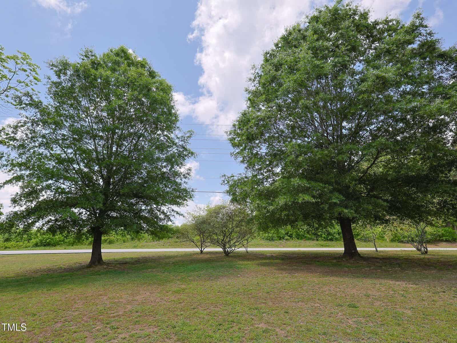 Two large trees stand on a patch of grass under a partly cloudy sky, with three smaller bushes between them. A road and green foliage are visible in the background.