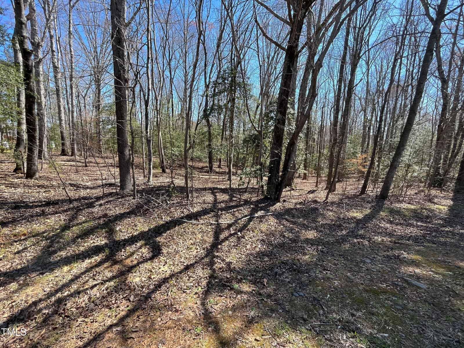 A sunlit forest scene with leafless trees casting long shadows on the ground, which is covered in dry leaves. Green pine trees and a bright blue sky appear in the background.