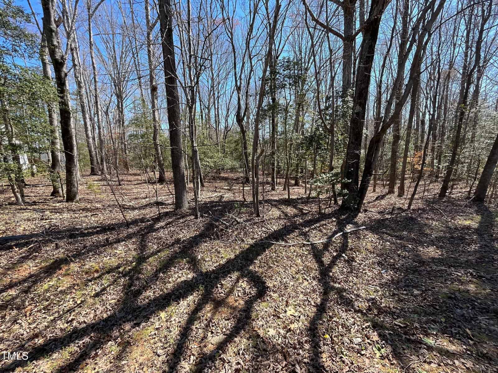 A forest scene with tall, leafless trees casting long shadows on the ground, which is covered in dry leaves. Sparse green bushes and a clear blue sky are visible in the background.