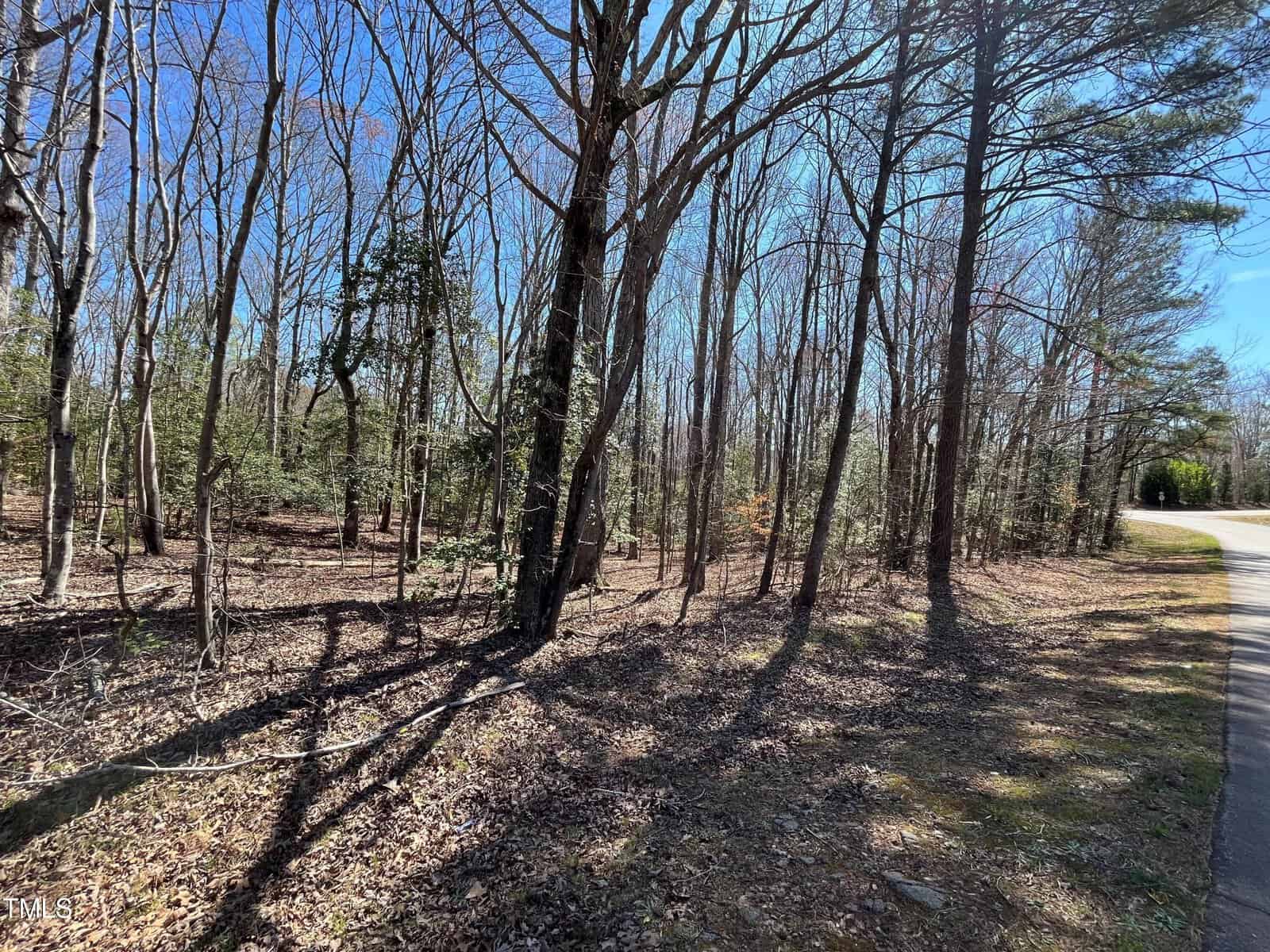 A paved road curves beside a forest of leafless trees on a sunny day, with sunlight casting shadows across the ground covered in dry leaves.