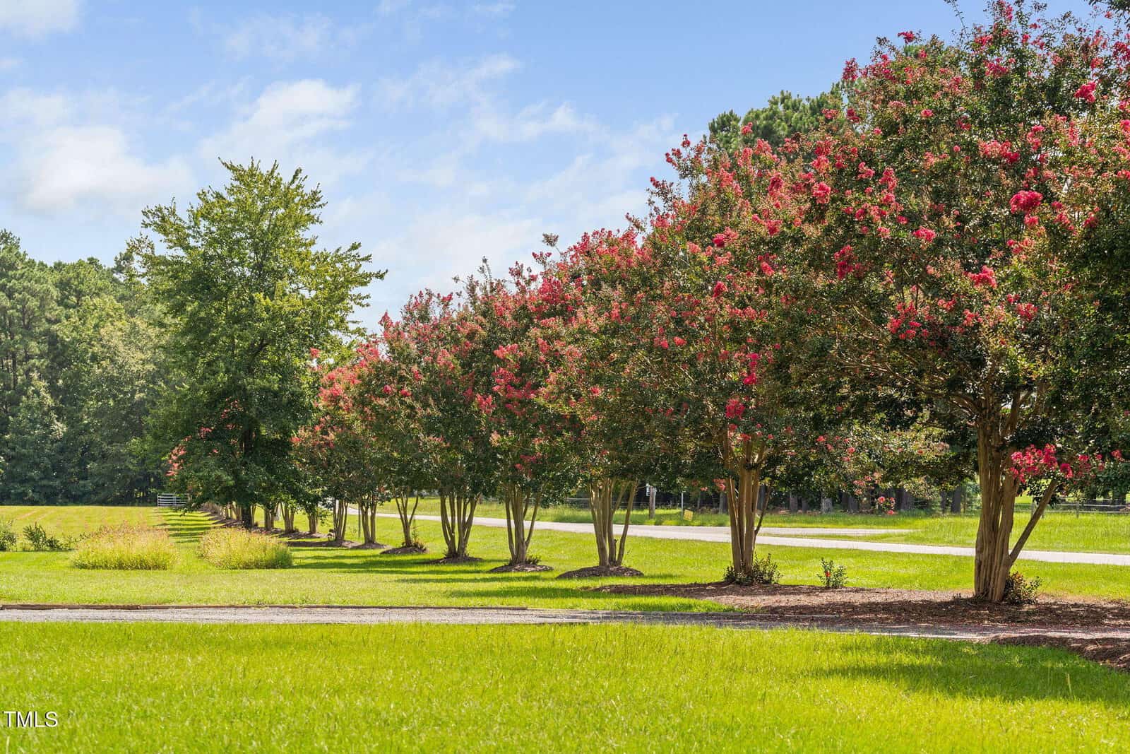 A row of trees with pink flowers lines the edge of a green lawn near a paved path, with more trees and blue sky with clouds in the background.