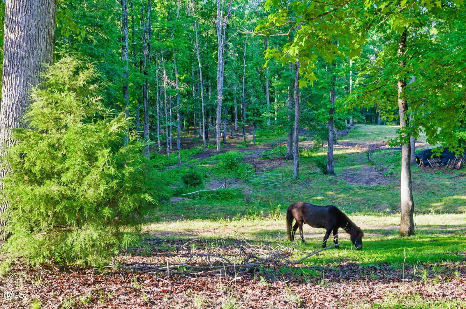 A black horse grazes on green grass in a sunlit, wooded area with tall trees and scattered branches. The background features a fenced area and dense forest.
