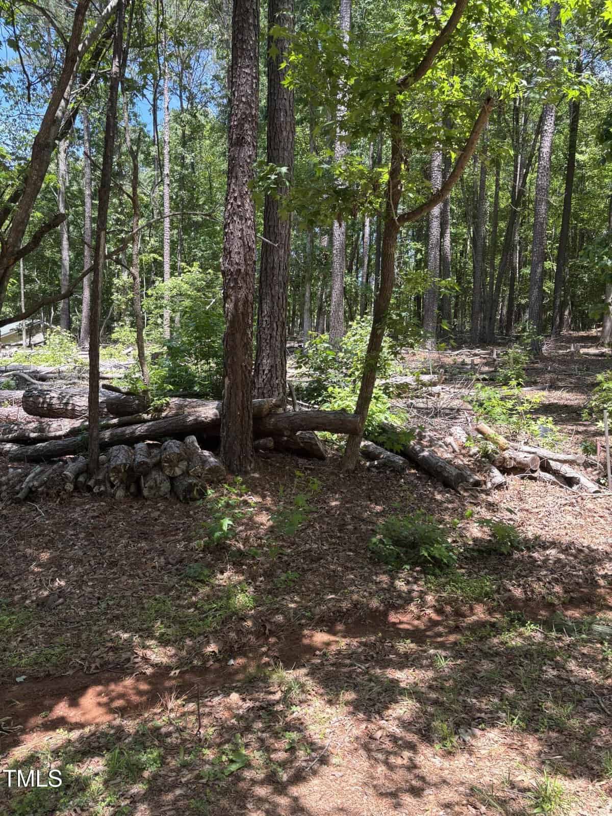 A sunlit forest scene with tall trees, a pile of cut logs resting near a tree, patches of sunlight on the ground, and leafy green foliage scattered throughout. The area appears peaceful and natural.
