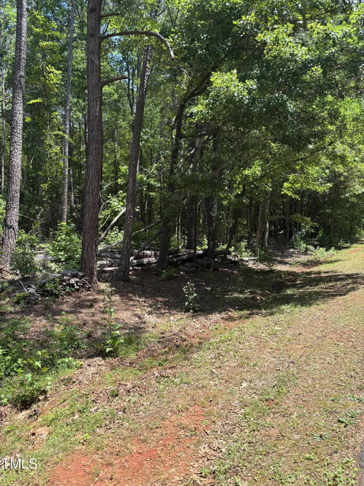 Sunlight filters through tall trees at the edge of a forest, casting dappled shadows on the grassy and reddish dirt ground. A few fallen branches lie near the tree line.