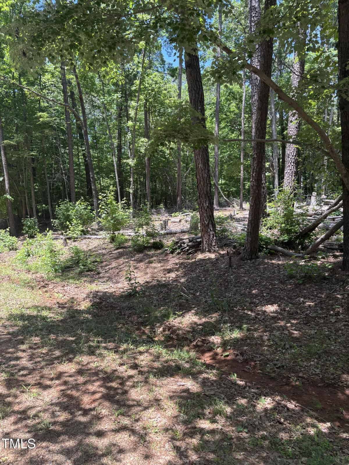 A sunlit forest scene with tall trees, scattered undergrowth, and patches of sunlight on the leaf-covered ground. Some fallen branches are visible, and the forest appears dense and green.