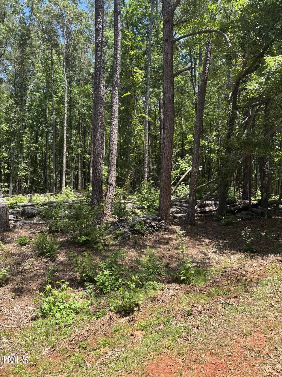 A forested area with tall trees, sparse undergrowth, patches of sunlight on the ground, and logs or fallen branches scattered around. The foreground shows bare soil with small green plants.