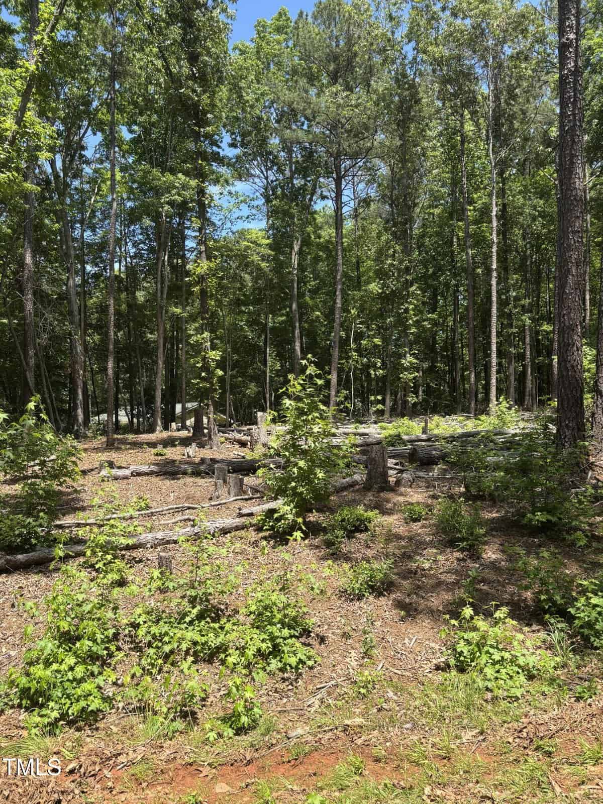 A forested area with tall trees, green foliage, and patches of sunlight. The ground is partly cleared with tree stumps and fallen branches visible among new undergrowth. A clear blue sky is overhead.