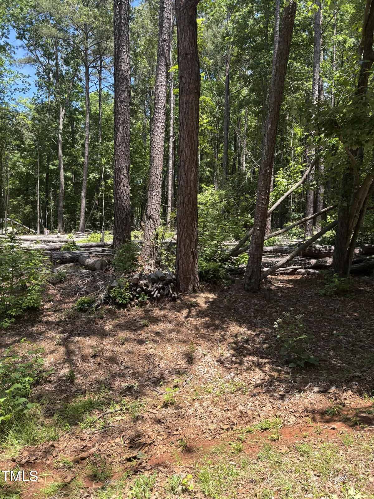 A sunlit forest scene with tall pine trees, scattered fallen branches, and patches of green foliage on the forest floor. Sunlight filters through the trees, casting shadows on the ground.