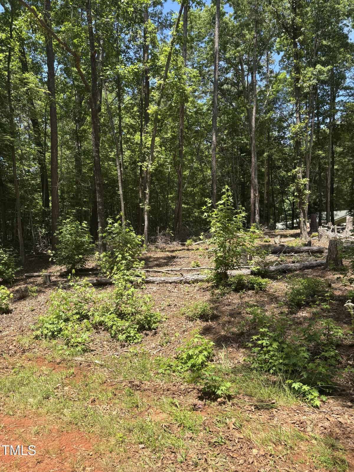 A sunlit forest clearing with young shrubs and small trees growing among fallen logs and tall trees. The ground is covered with dry leaves and patches of red soil. Bright green foliage suggests a late spring or summer day.