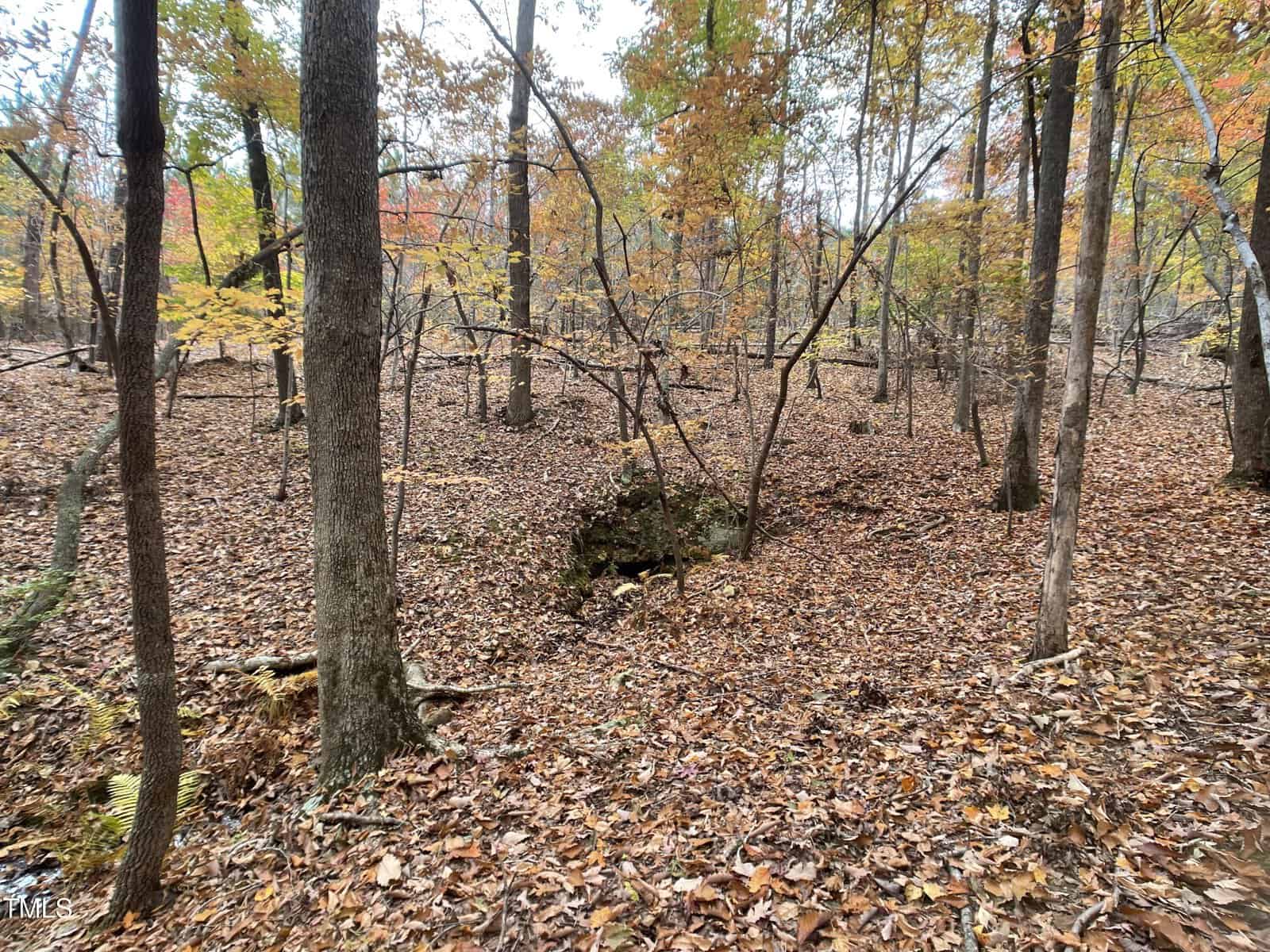 A forest scene in autumn with trees shedding yellow and orange leaves. The ground is covered in fallen leaves, and there is a small, moss-covered dip or pit in the center of the image.