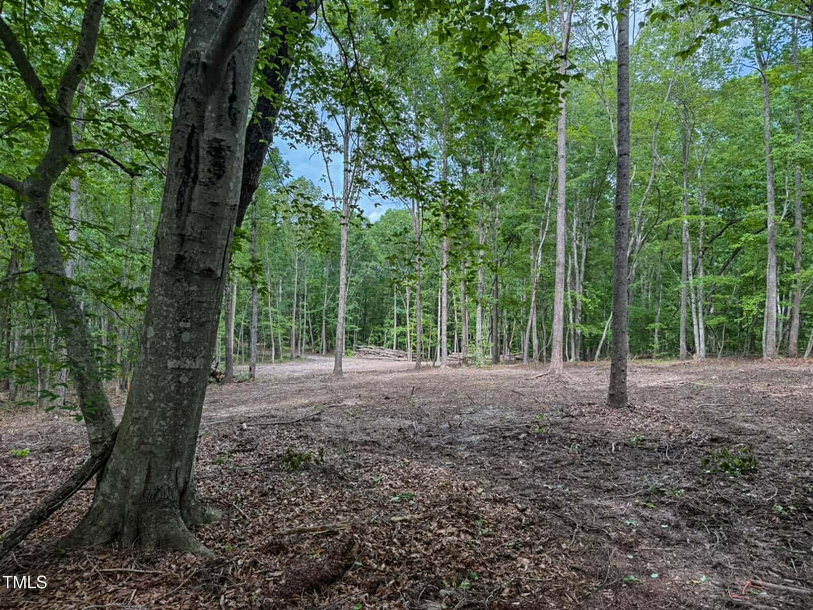 A forest clearing with scattered trees, leafy ground cover, and a pile of cut logs in the distance. The foliage is green and dense, with some open space in the center of the image.